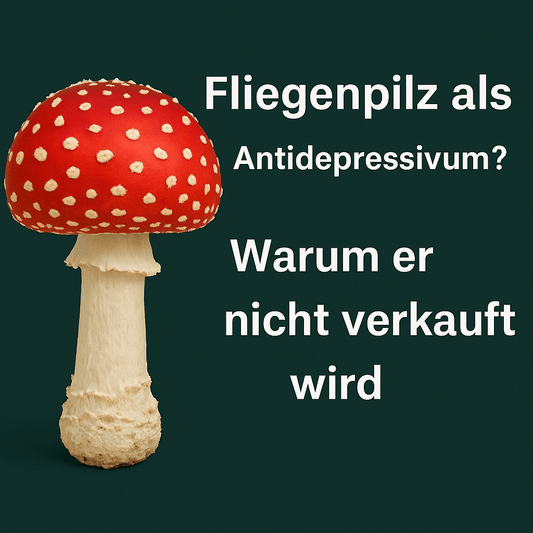 Warum man den Fliegenpilz (Amanita muscaria) nicht als anerkanntes Antidepressivum kaufen kann - Druwids